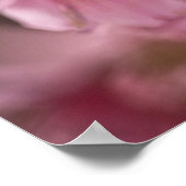 "Pink Haze" Japanisches Kirschblütenposter Poster (Ecke)