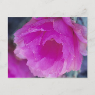 Pink Hedgehog Cactus blossom (Echinocereus Postkarte