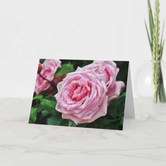 Pink Heirloom Rose Scripte Karte 2 Peter 1:2 (Vorderseite)
