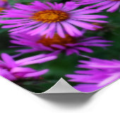 Pink Herbst Aster Blume Orton Effekt Poster (Ecke)