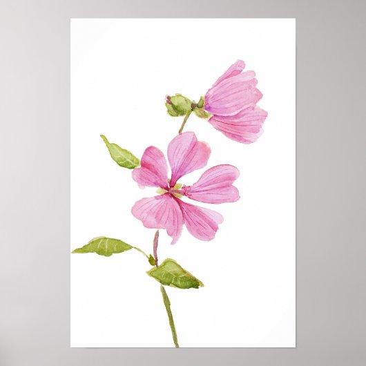 pink hibiscus moscheutos, swamp rose mallow poster (Vorne)