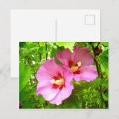Pink Hibiscus postcard Postkarte (Vorne/Hinten)
