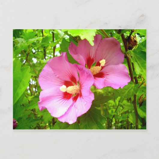Pink Hibiscus postcard Postkarte (Vorderseite)