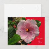 Pink Hibiskus Danke Postcard Postkarte (Vorne/Hinten)