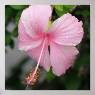 Pink Hibiskus Poster drucken
