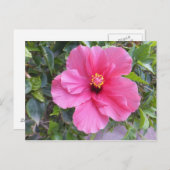 Pink-Hibiskus-Postkarte, anpassen Postkarte (Vorne/Hinten)
