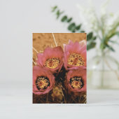 PINK HOCHWÜSTE SPRINGBLUMEN POSTKARTE (Stehend Vorderseite)