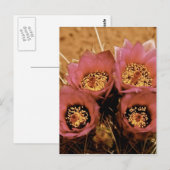 PINK HOCHWÜSTE SPRINGBLUMEN POSTKARTE (Vorne/Hinten)