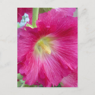 Pink Hollyhock Blume Postcard Postkarte
