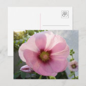 Pink Hollyhock Blume Postcard Postkarte (Vorne/Hinten)