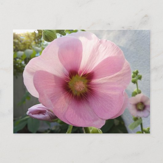 Pink Hollyhock Blume Postcard Postkarte (Vorderseite)