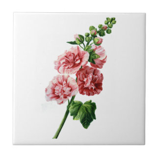 Pink Hollyhock Gezeichnet aus der Natur Fliese