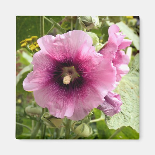 PINK HOLLYHOCK MAGNET (Vorne)