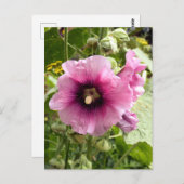 PINK HOLLYHOCK POSTKARTE (Vorne/Hinten)