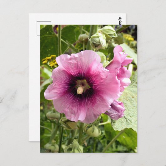 PINK HOLLYHOCK POSTKARTE (Vorne/Hinten)