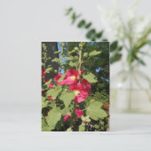 Pink Hollyhocks Postkarte (Stehend Vorderseite)