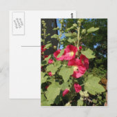 Pink Hollyhocks Postkarte (Vorne/Hinten)