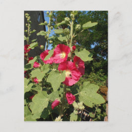 Pink Hollyhocks Postkarte
