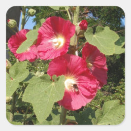 Pink Hollyhocks Quadratischer Aufkleber