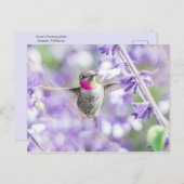 Pink Hummingbird Lila fliegen Postkarte (Vorne/Hinten)