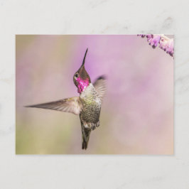 Pink Hummingbird Posting in Flight Postkarte