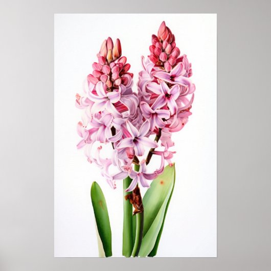 Pink Hyacinth Blume Art Print Poster (Vorne)