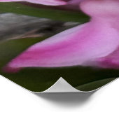 Pink Hyacinth Blume Foto Poster (Ecke)