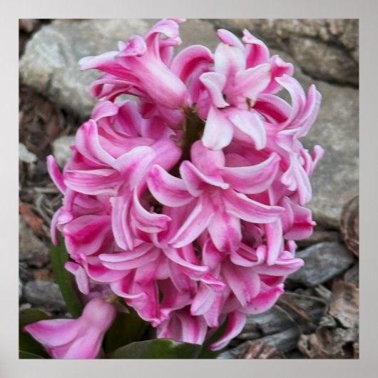 Pink Hyacinth Blume Foto Poster (Vorne)