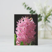 Pink Hyacinth Blume Postkarte (Stehend Vorderseite)