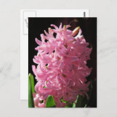 Pink Hyacinth Blume Postkarte (Vorne/Hinten)