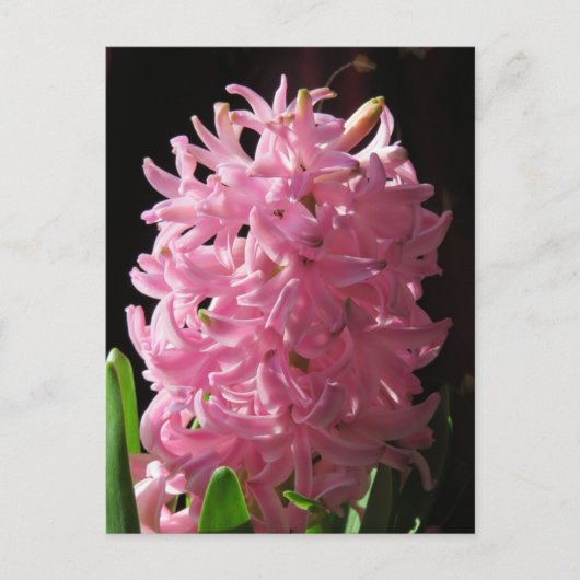 Pink Hyacinth Blume Postkarte (Vorderseite)
