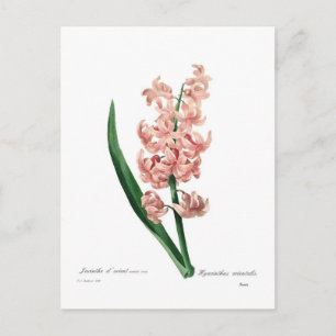 Pink Hyacinth Postkarte