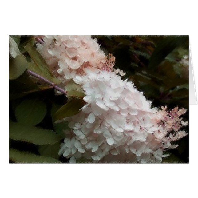 Pink Hydrangea (Vorderseite (Horizontal))