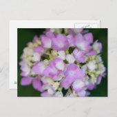 Pink Hydrangea Blume Blumenpostkarte Postkarte (Vorne/Hinten)