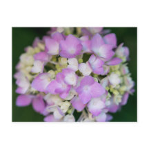 Pink Hydrangea Blume Blumenpostkarte
