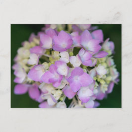 Pink Hydrangea Blume Blumenpostkarte Postkarte