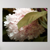 Pink Hydrangea Blume Fotografie Poster (Vorne)
