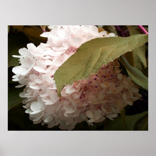Pink Hydrangea Blume Fotografie Poster (Vorne)