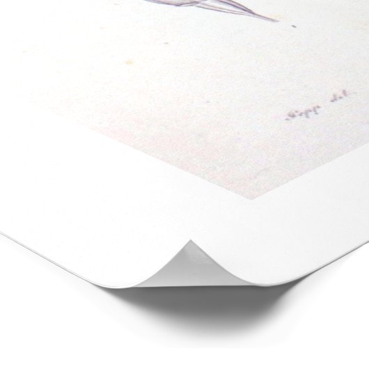 Pink Hydrangea Botanisches Zeichnend Poster drucke (Ecke)