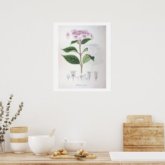 Pink Hydrangea Botanisches Zeichnend Poster drucke (Küche)