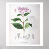 Pink Hydrangea Botanisches Zeichnend Poster drucke (Vorne)