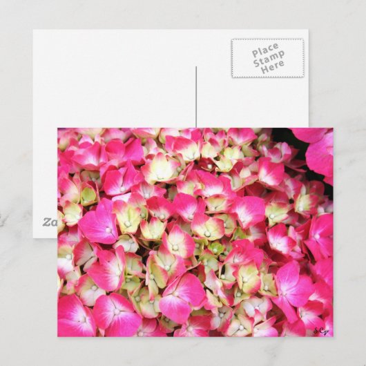 Pink Hydrangea Bouquet Postkarte (Vorne/Hinten)