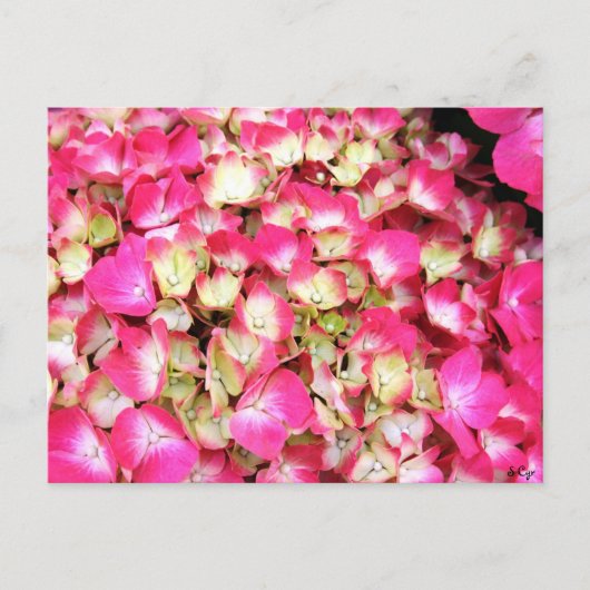 Pink Hydrangea Bouquet Postkarte (Vorderseite)