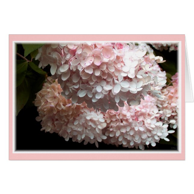 Pink Hydrangea Bushes (Vorderseite (Horizontal))