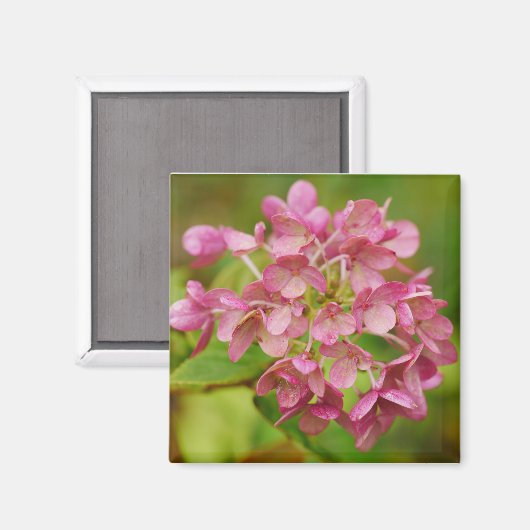Pink Hydrangea Magnet (Vorderseite/Rückseite)