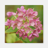 Pink Hydrangea Magnet (Vorne)