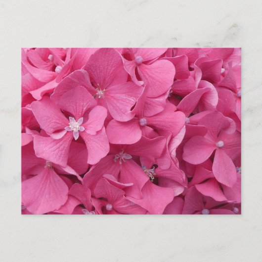 Pink Hydrangea Nah Up DIY Postkarte (Vorderseite)