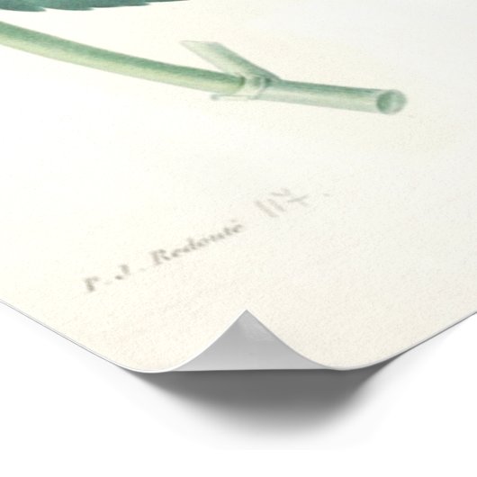 Pink Hydrangea Poster (Ecke)