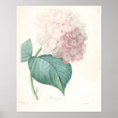 Pink Hydrangea Poster (Vorne)