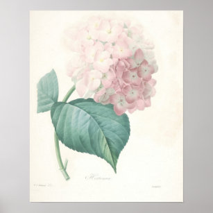 Pink Hydrangea Poster